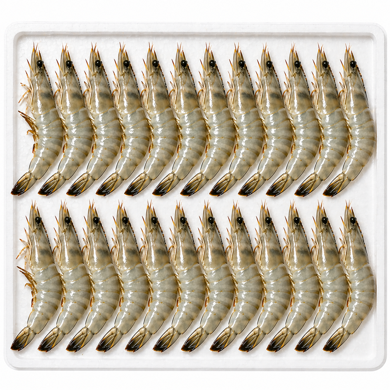 60 Count Prawns