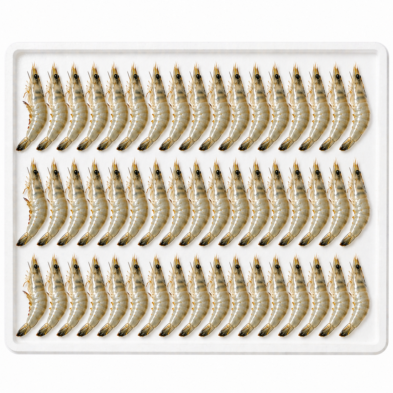90 Count Prawns
