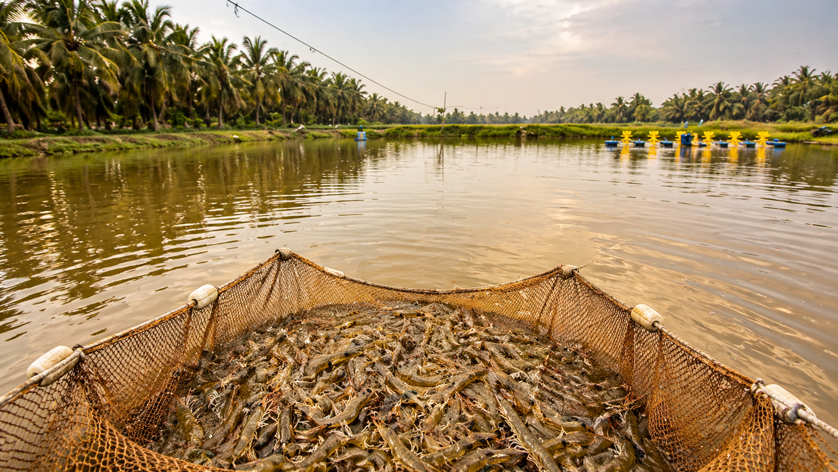 Prawn pond